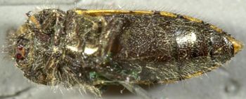 Media type: image;   Entomology 2725 Aspect: habitus ventral view